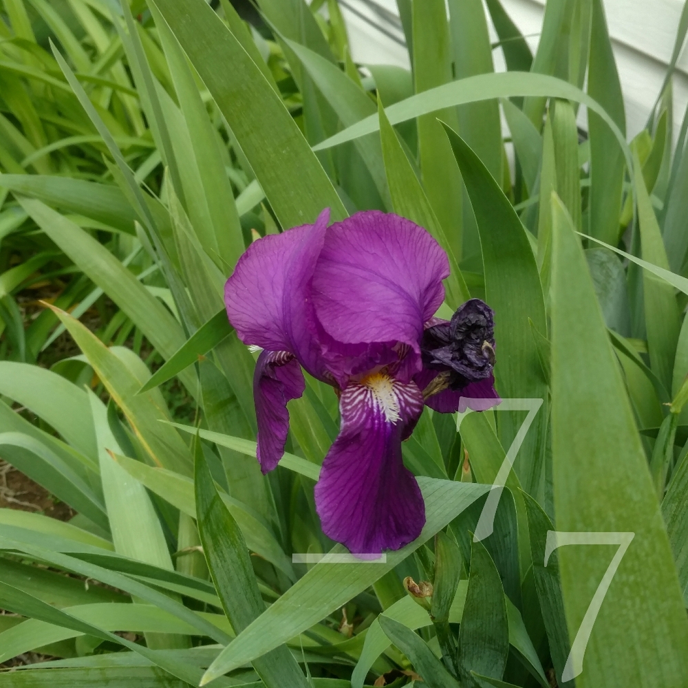 🌱  25 Mixed Tall German Bearded Iris Flower Bulb SEEDS  🌱 - Picture 4 of 9